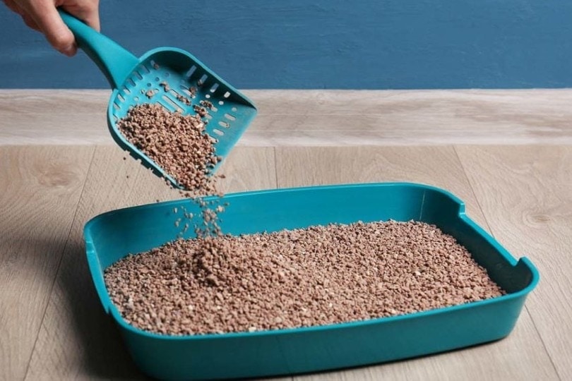person-changing-cat-litter