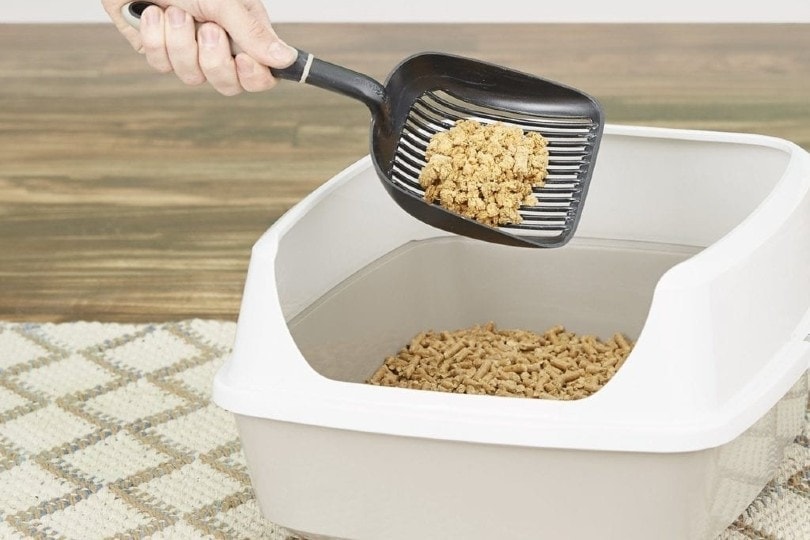 pine-based-cat-litter