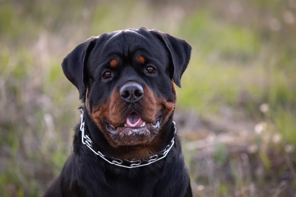 rottweiler-dog-looking-at-the-camera