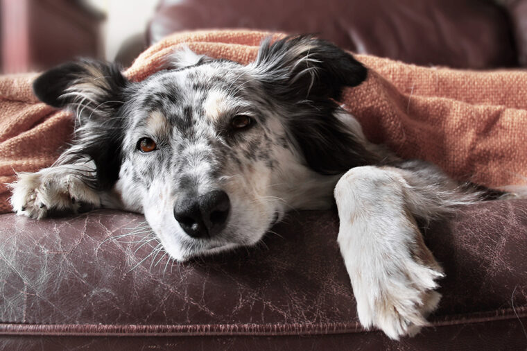 Can Dogs Get Stomach Viruses? What to Know About Gastroenteritis in ... - Can Dogs Get Stomach Problems At 50 Degrees