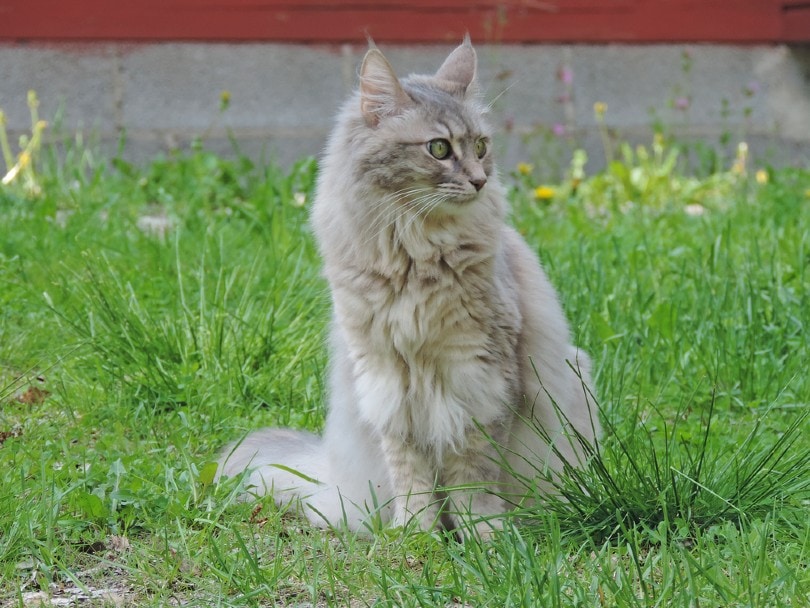 silver tabby Turkish angora in the grass