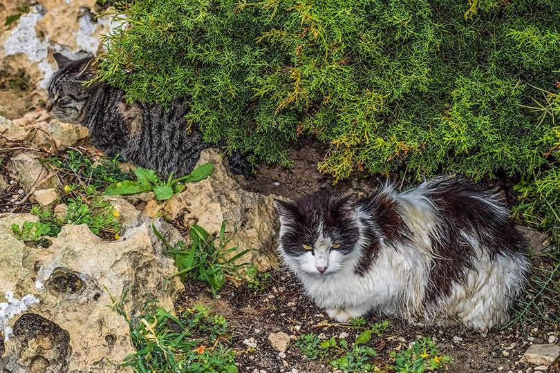 two feral cats