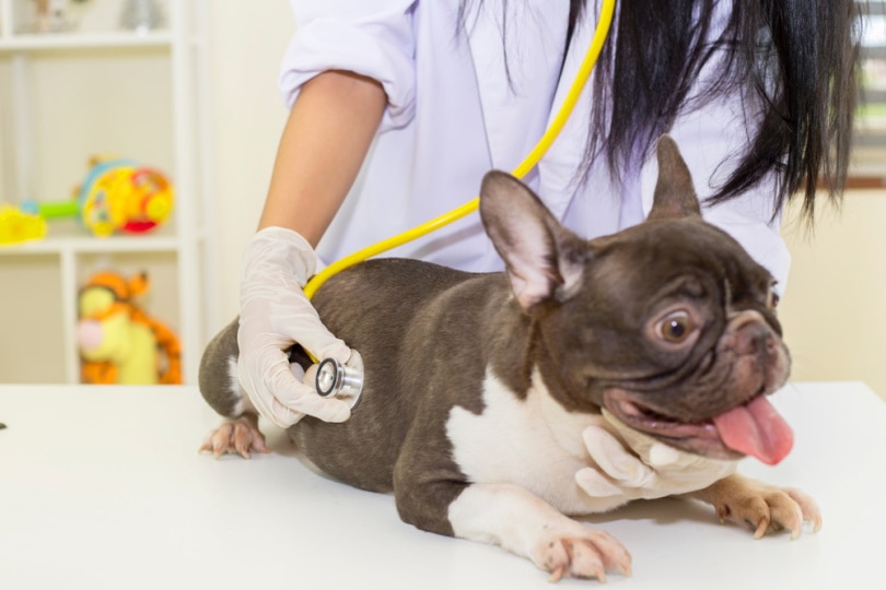 vet checking french bulldog