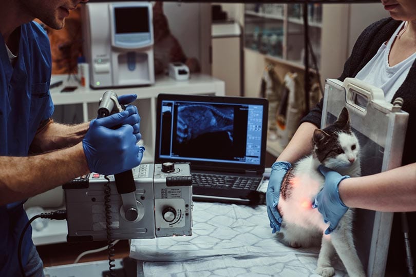 vetirinarians conduct an x-ray on a cat