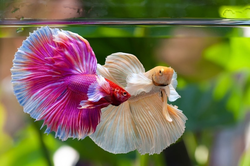2 betta fish in tank_panpilai paipa_Shutterstock