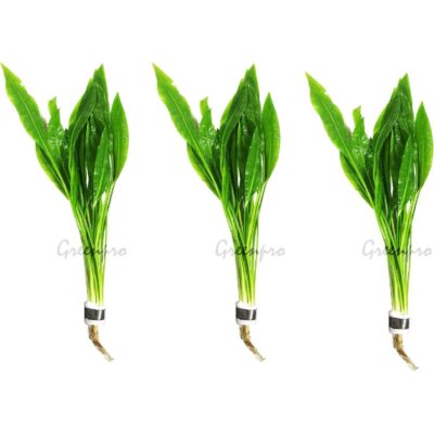 3-Bundle Amazon Sword Plants by GreenPro