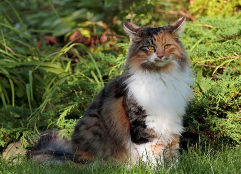 A-beautiful-norwegian-forest-cat-female-sits-among-green-plants-in-garden