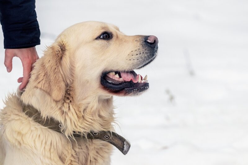 A close-up of a golden retriever dog near its owner in the snow
