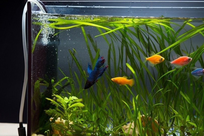 Aeration-of-water-in-aquarium_Sergiy-