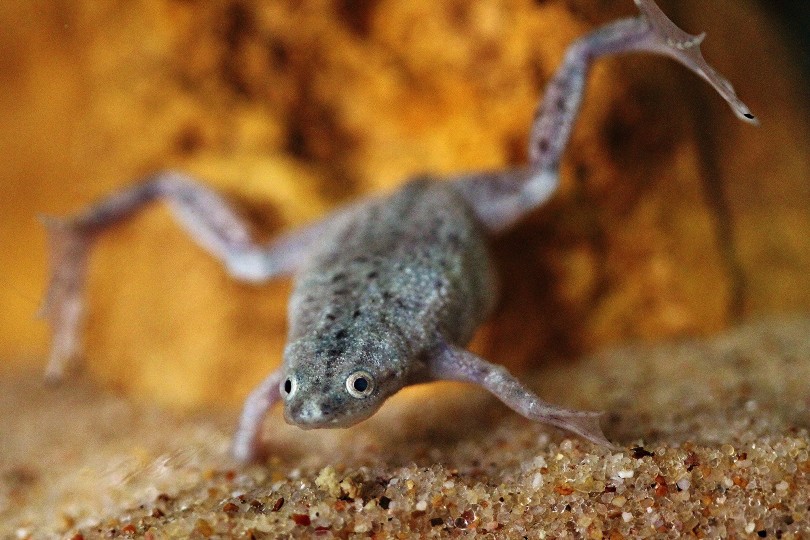 African dwarf frog