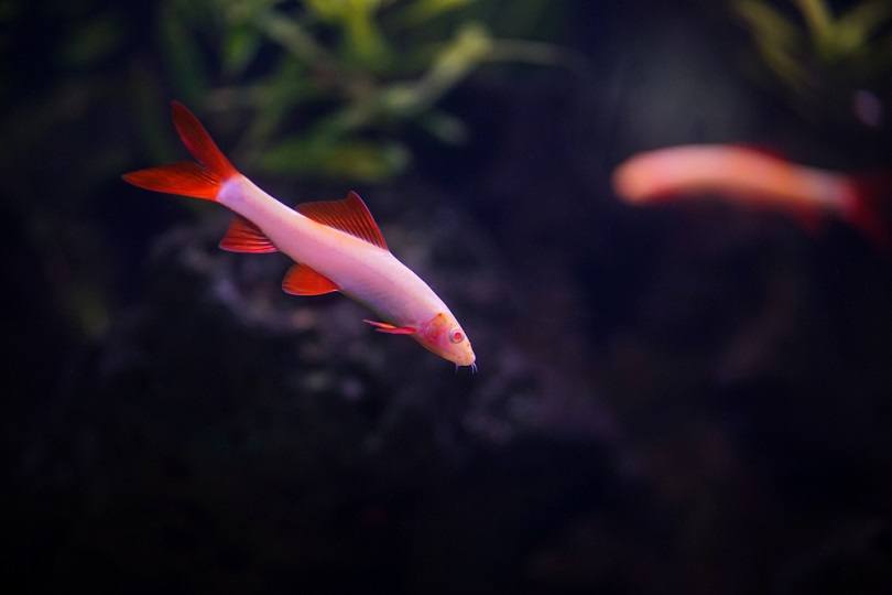 Albino-Rainbow-Sharkminnow_Dwi-Prayoga_shutterstock