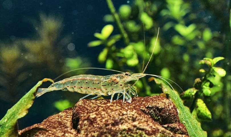 Amano Shrimp in Freshwater Aquarium