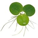 Amazon Frogbit
