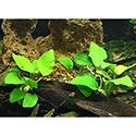 Anubias
