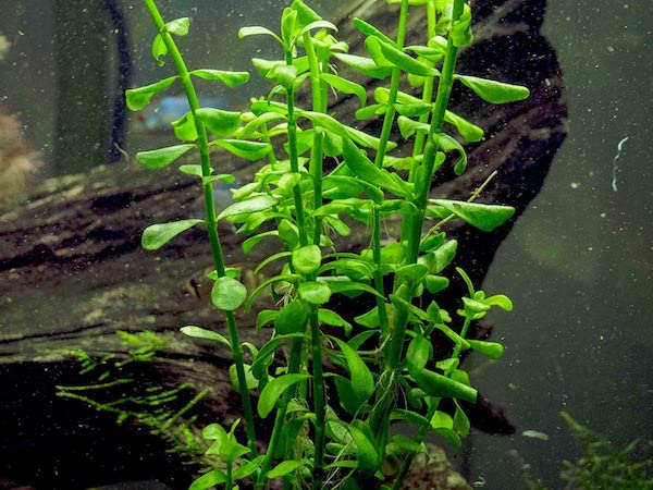 Aquatic Arts Moneywort plant