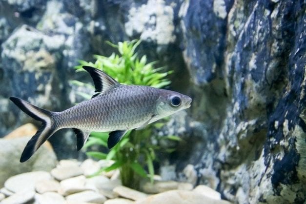 Bala Shark: Fish Care Guide, Pictures, Types, Lifespan & More | Hepper ...