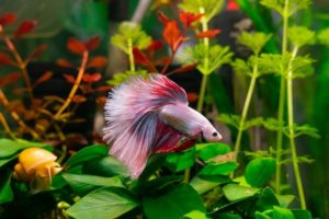 A betta fish in an aquarium