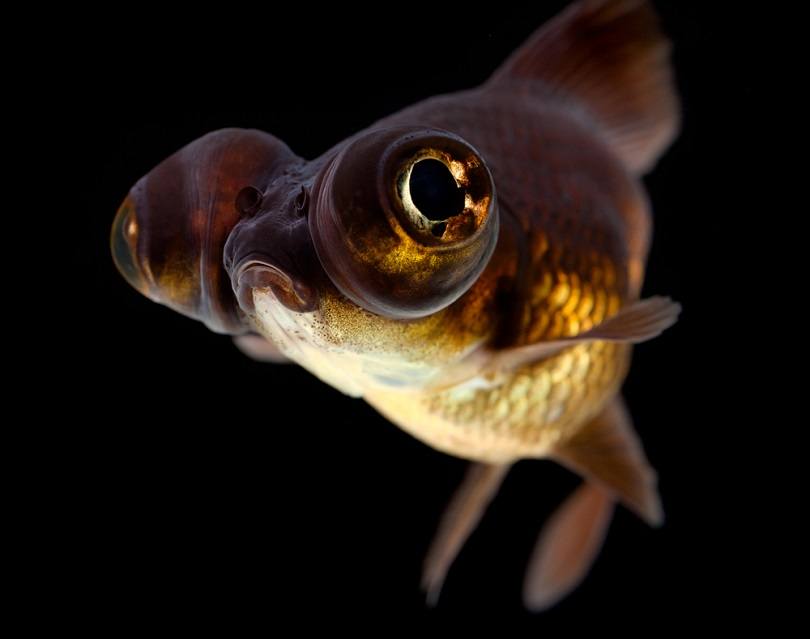 Black Moor dragon eye goldfish_skydie_shutterstock