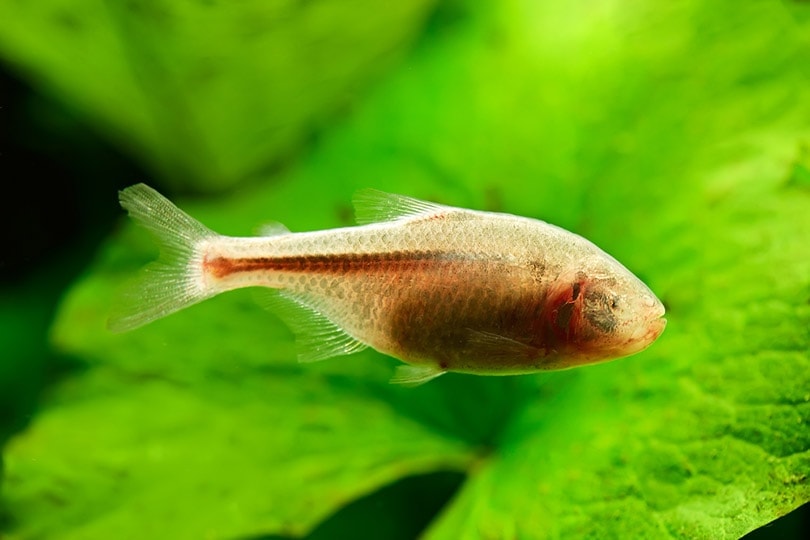 Blind Cave Tetra in a tank