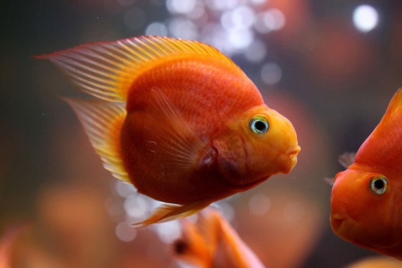 Blood Red Parrot Cichlids in tank