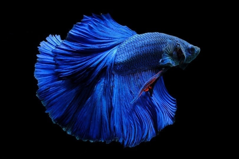Blue-colour-betta-fis