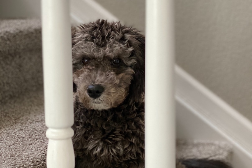 Brindle poodle puppy sitting on stairs
