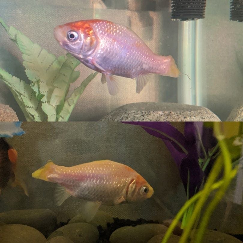 Brooke B_PGF_Why is My Goldfish Losing Scales - Copy