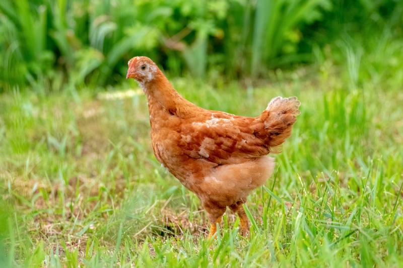 Brown young chicken in the garden walks on the grass