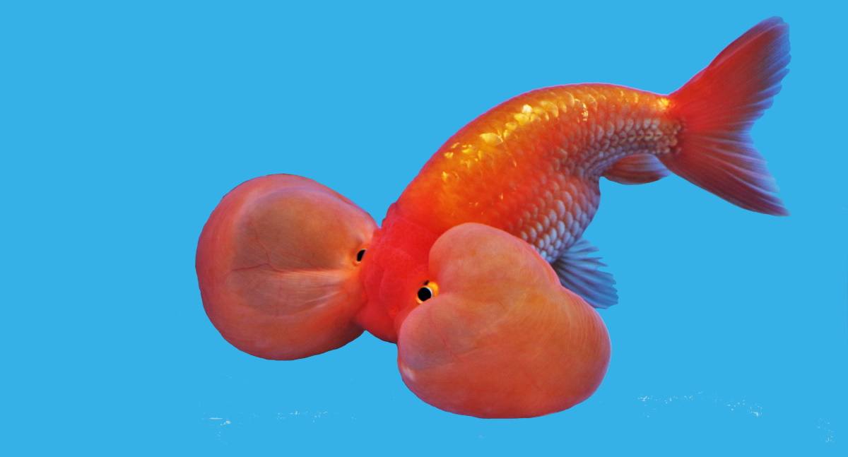 Bubble eye goldfish