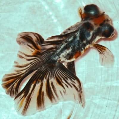 Butterfly tail goldfish from above