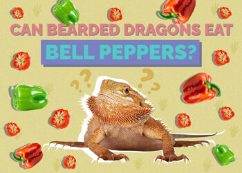 Can Bearded Dragons Eat Bell Peppers? Vet-Approved Feeding Facts