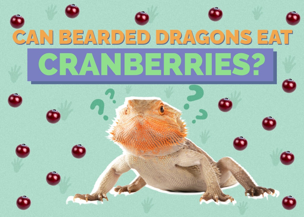 Can Bearded Dragons Eat Cranberries