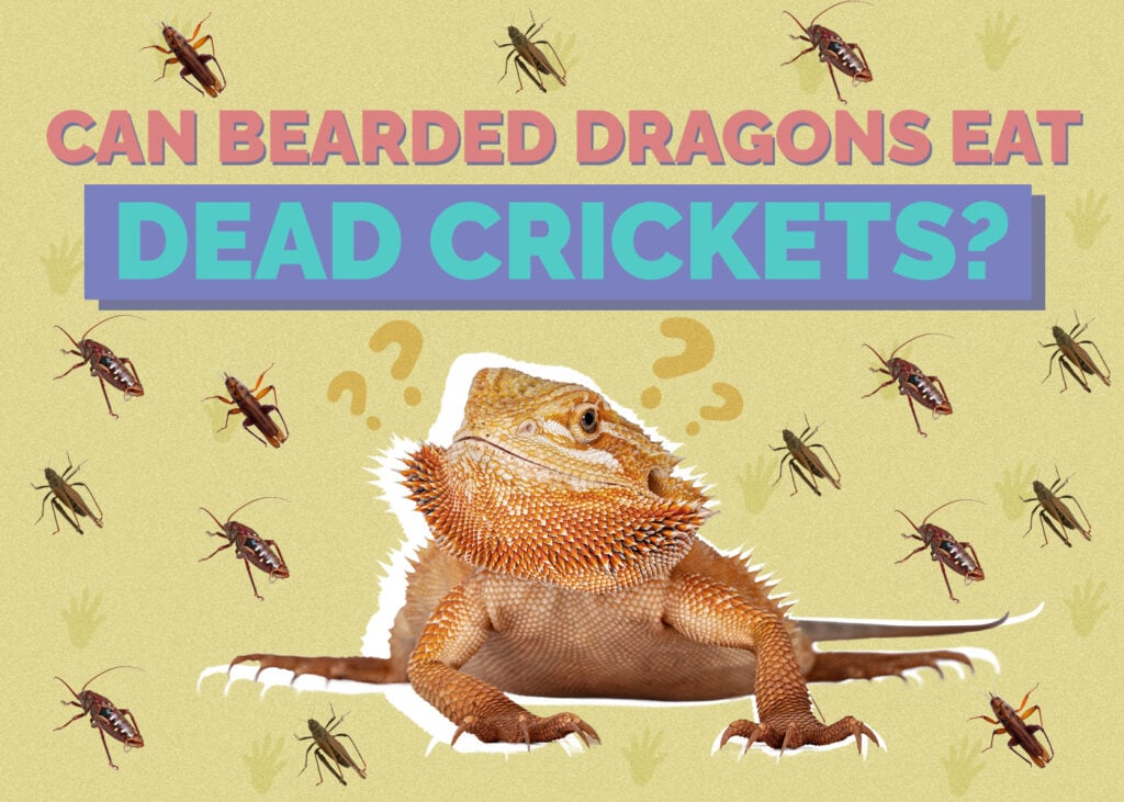Can Bearded Dragons Eat Dead Crickets