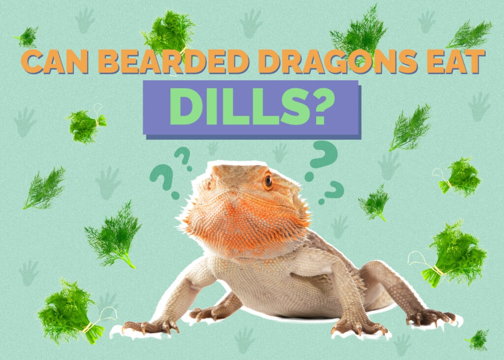Can Bearded Dragons Eat Dill