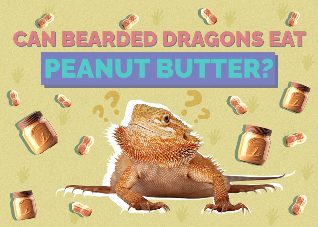 Can Bearded Dragon Peanut Butter