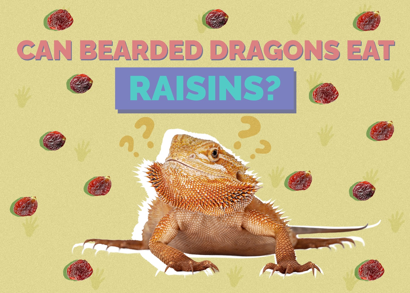 Can Bearded Dragons Eat Raisins