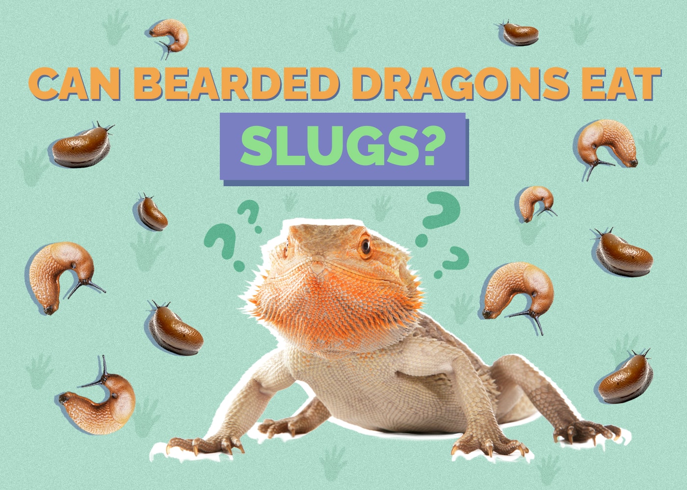Can Bearded Dragons Eat Slugs
