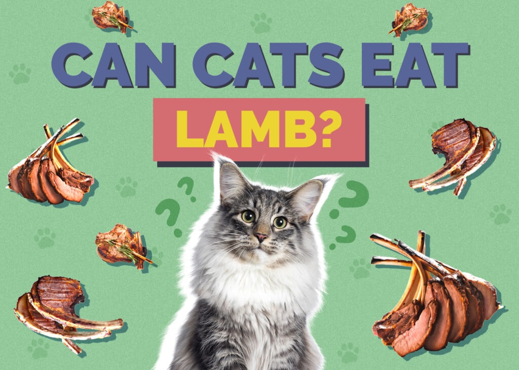 Can Cats Eat Lamb