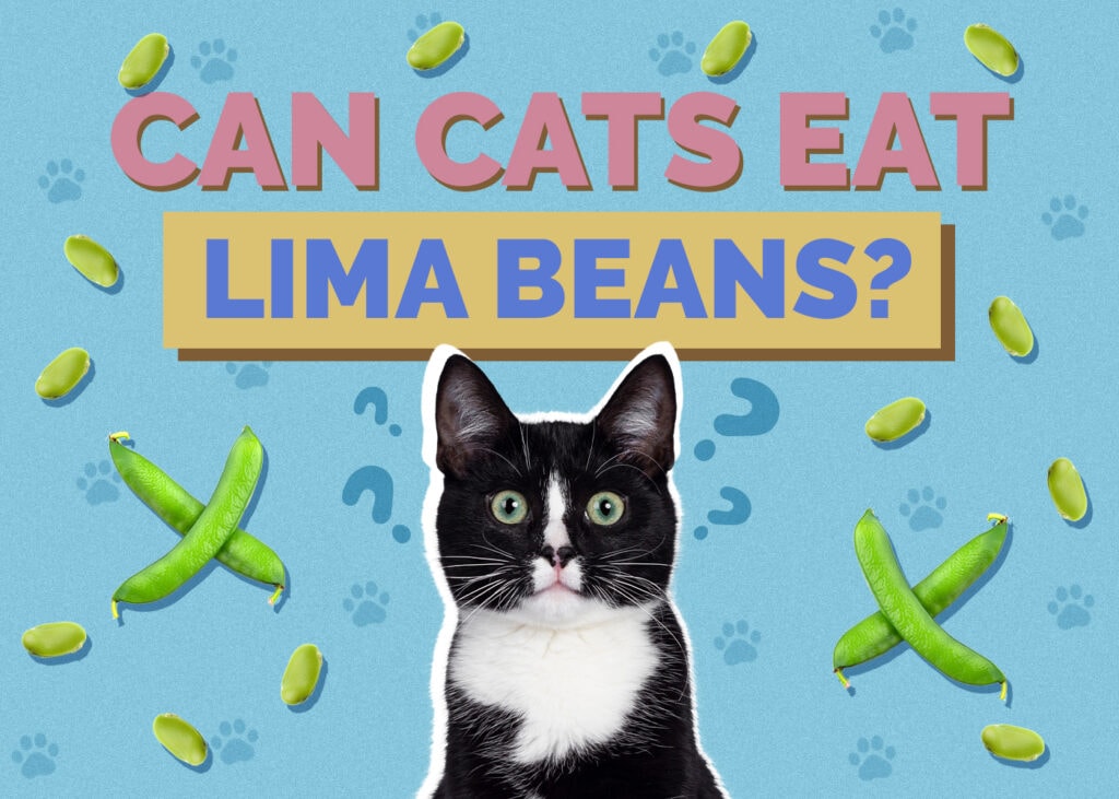 Can Cats Eat Lima Beans