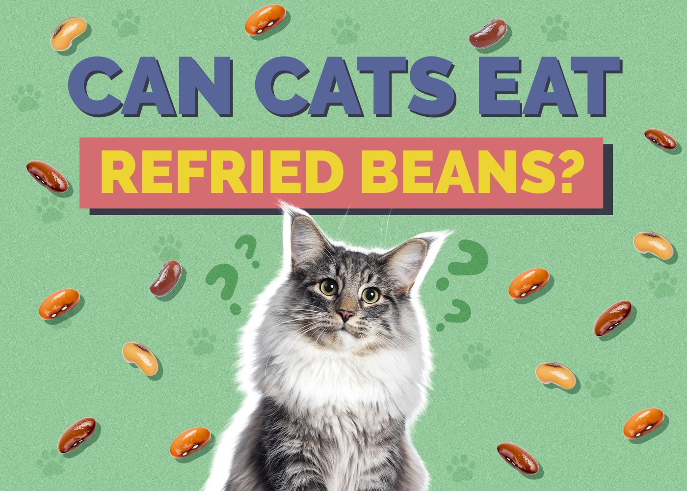 Can Cats Eat Refried Beans