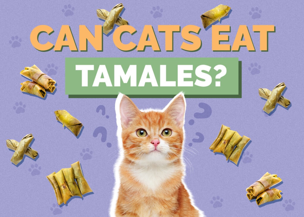 Can Cats Eat Tamales