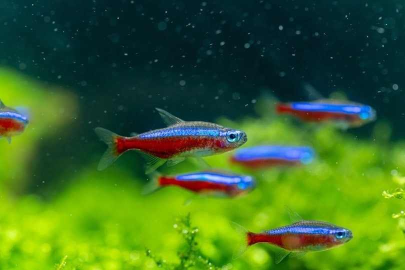 Cardinal tetra