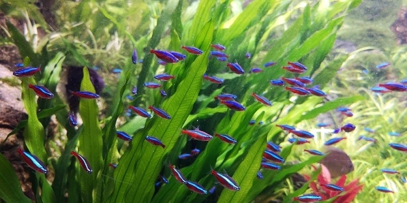 Cardinal tetras swim with Amazon sword aquatic plants Echinodorus bleheri_Cheng Wei_shutterstock
