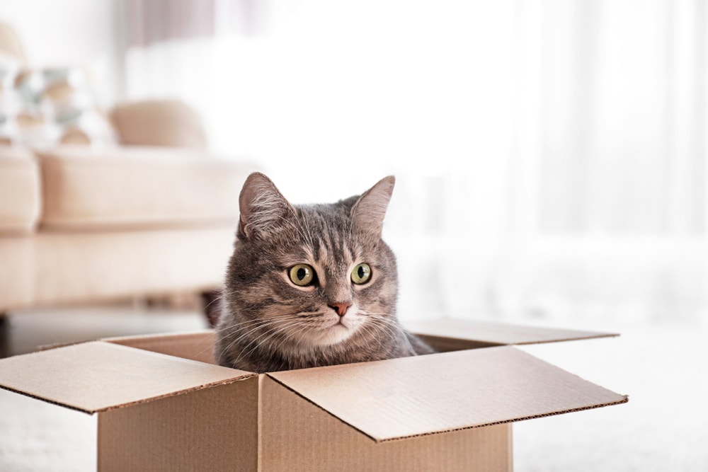 Cat Peeping Out Of Cardboard Box