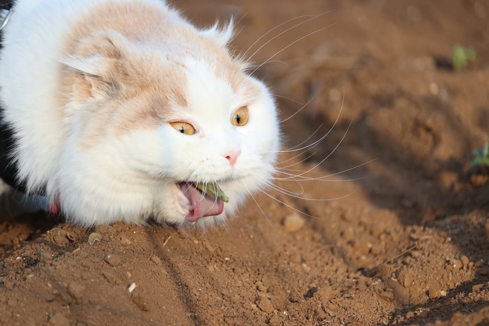 Cat spitting out a hairball