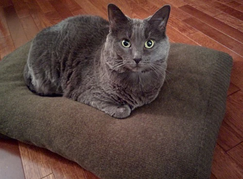 DIY Cat Box Bed by Hills