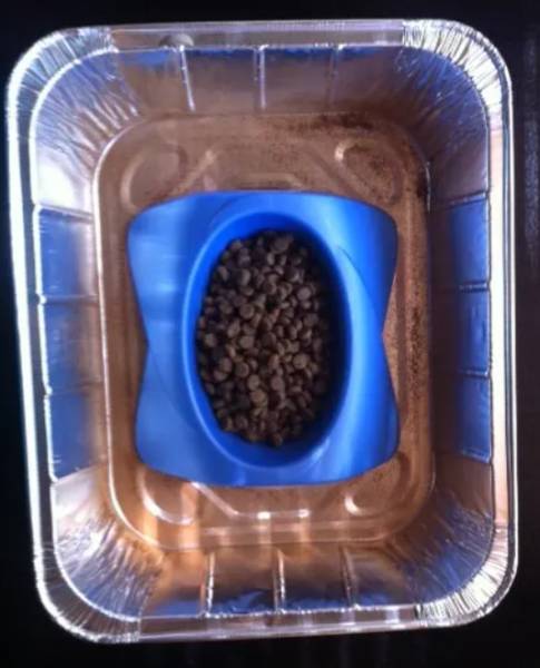 DIY Keeping Ants Out of Cat Food
