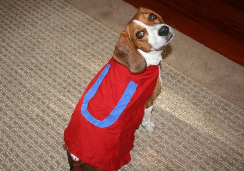 DIY Underdog Cape for Your Dog