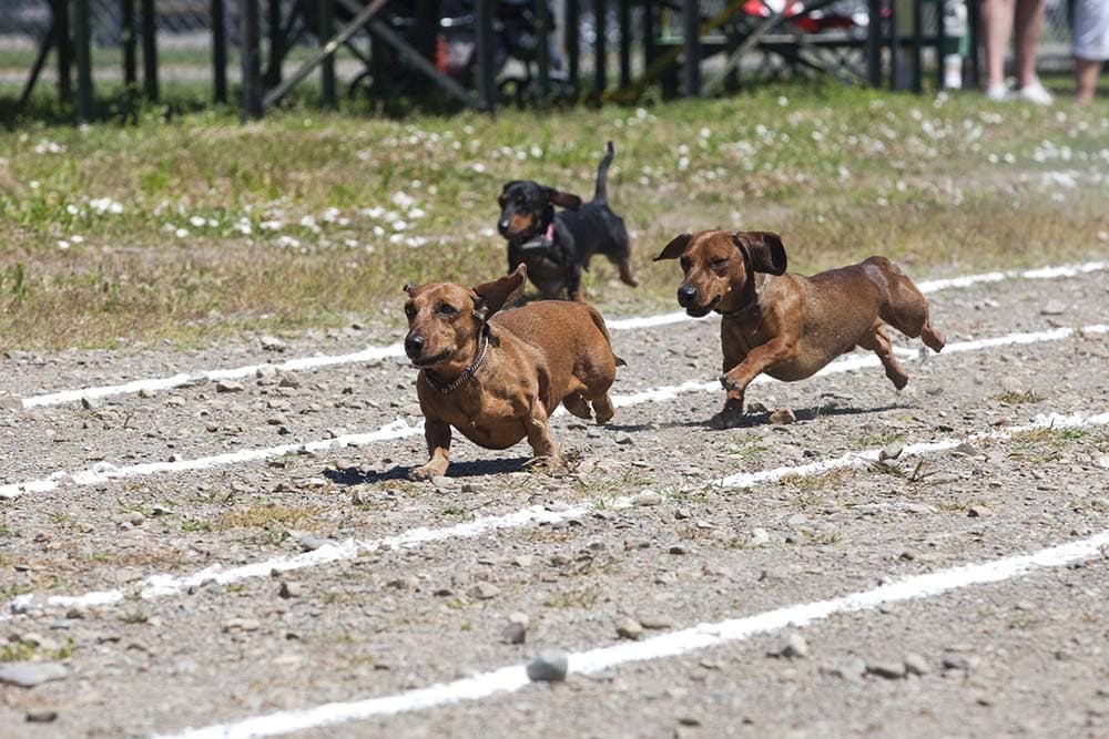 Dachshund race at Rathdrum, Idaho