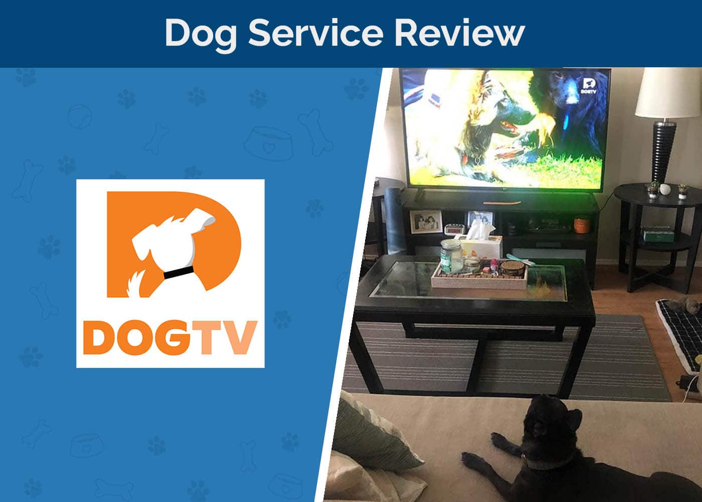 DogTV Review